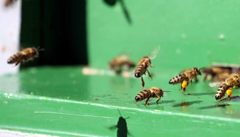 bees_are_landing_191697